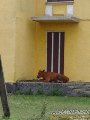 krowy są wszędzie a przecież to nie Indie :) ...odpoczynek przed domem :)